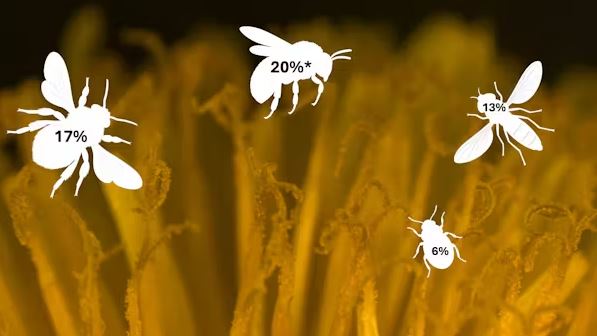 A survey showed that 20% of insects visiting dandelions were solitary bees, like mining bees. Bumblebees were next most common (17%), then hoverflies (13%) and pollen beetles (6%). Yannick Woudstra/Stockholm University